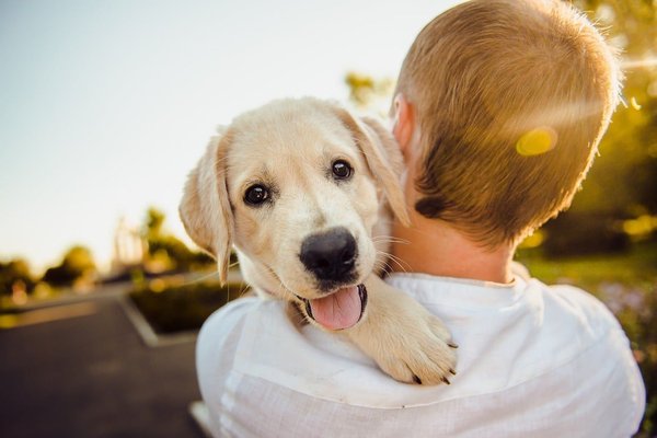 Essential vaccinations for your puppy: a timeline